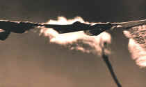 © Copyright Simon Larbalestier 1999© Copyright Simon Larbalestier 2000