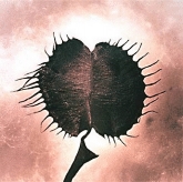 &copy; Copyright Simon Larbalestier 1999