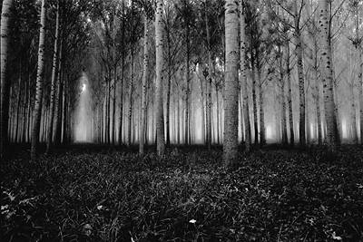 &copy; Copyright Simon Larbalestier 1998
