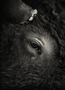 Bull Copyright © Simon Larbalestier 20092008