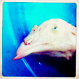 Hipstamatics