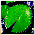 Hipstamatics