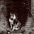 Pixies